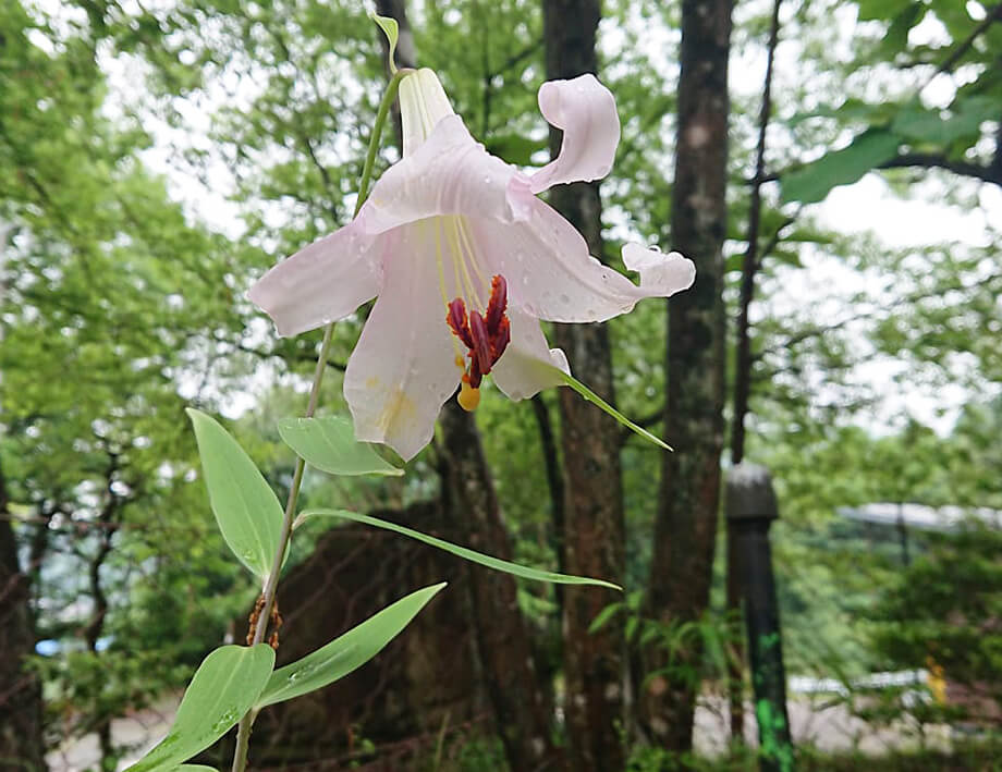 よい温泉近隣の自然-3